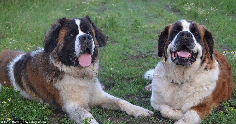 Cachorros São Bernardo