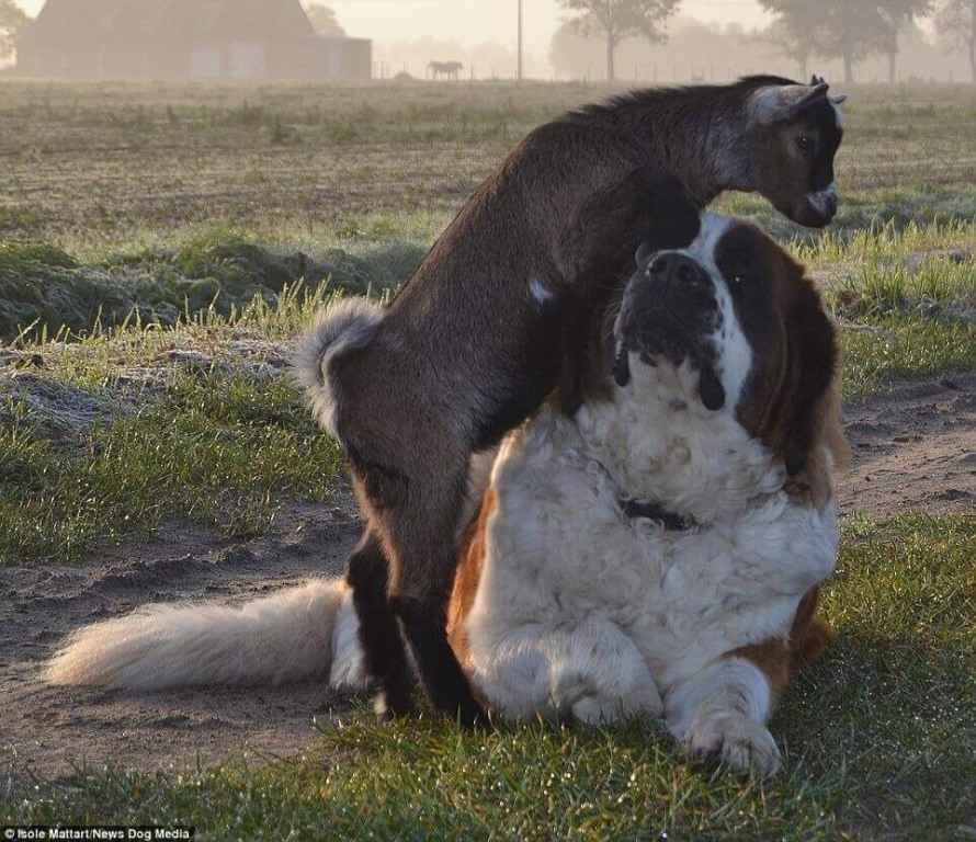 Cachorros São Bernardo com bode