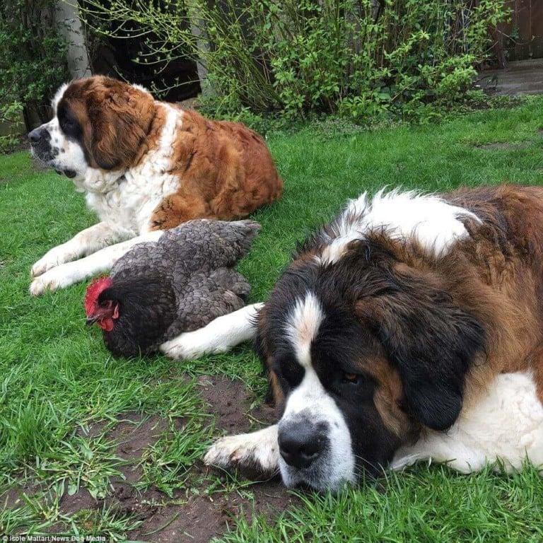 Cachorros São Bernardo com galinha