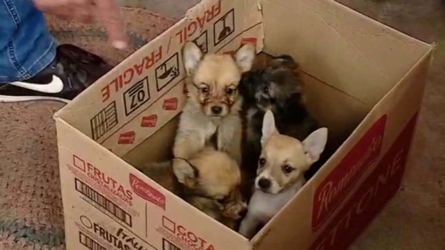 Casal deixa nove cachorros sozinhos em casa por duas semanas em Jundiaí