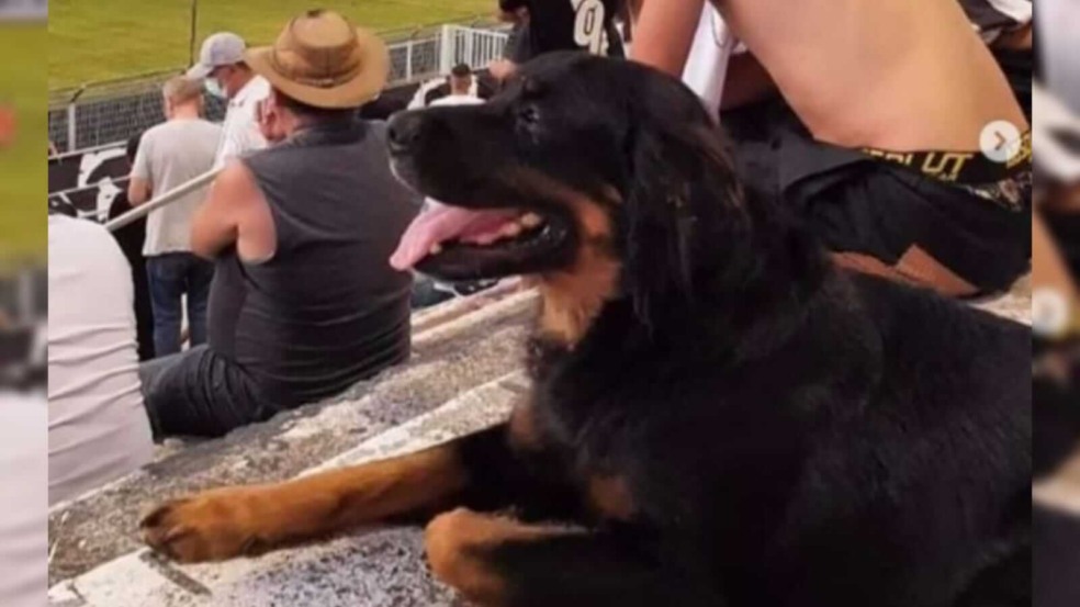 Cachorro em arquibancada de jogo de futebol