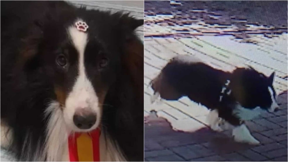 Cachorro some de hotel