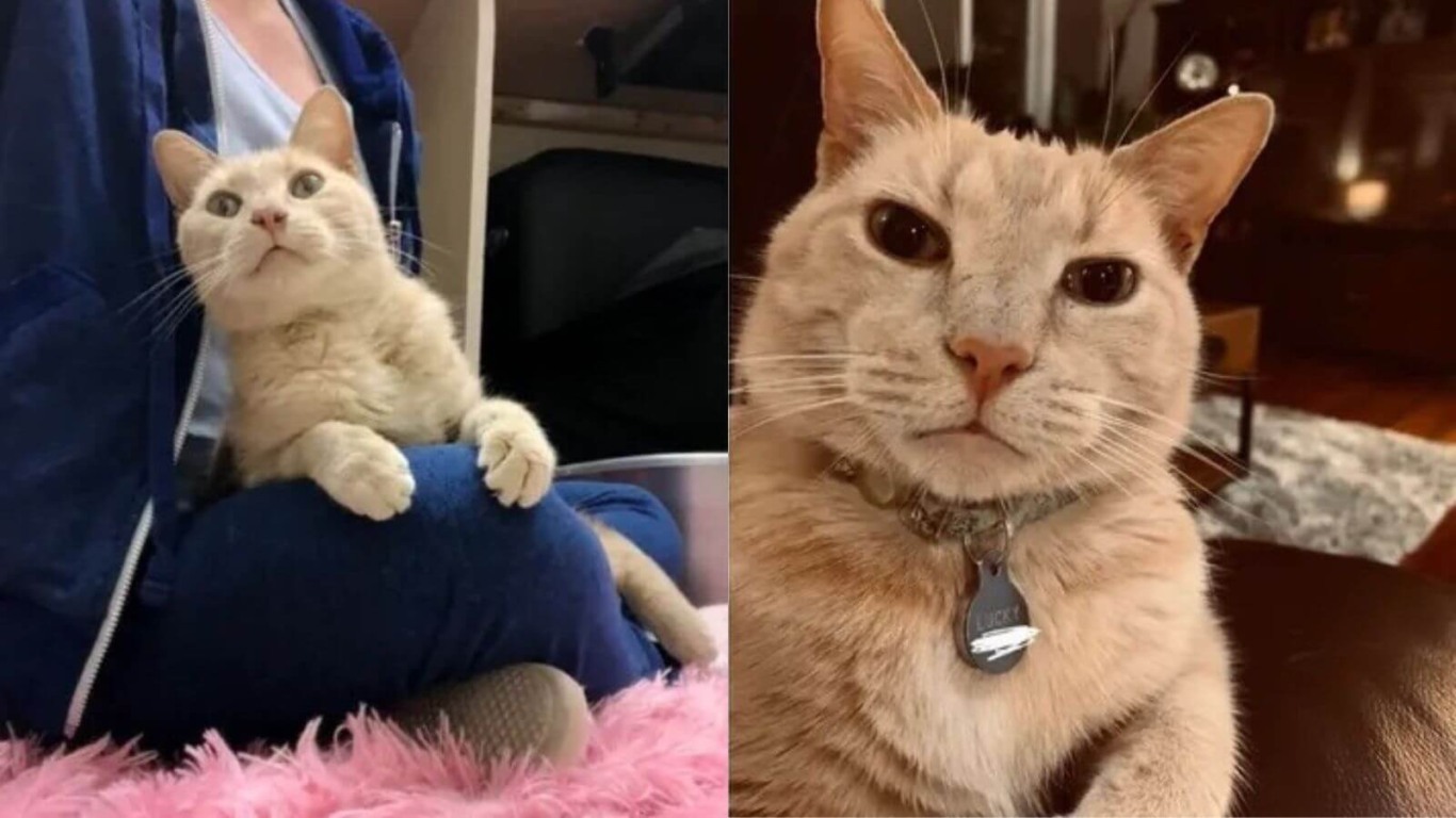 Mulher com gato laranja