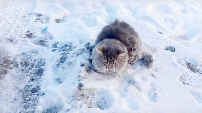 Gato congelado em neve