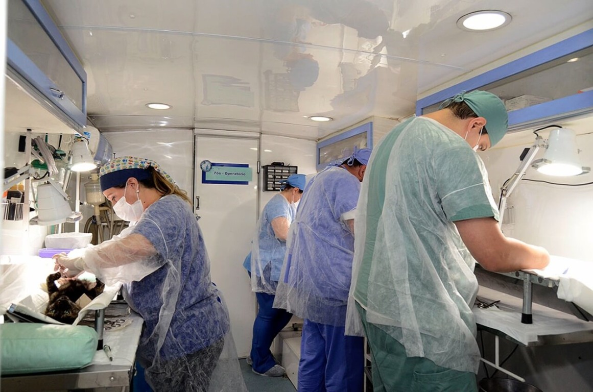 Mutirão de castração em Várzea Paulista