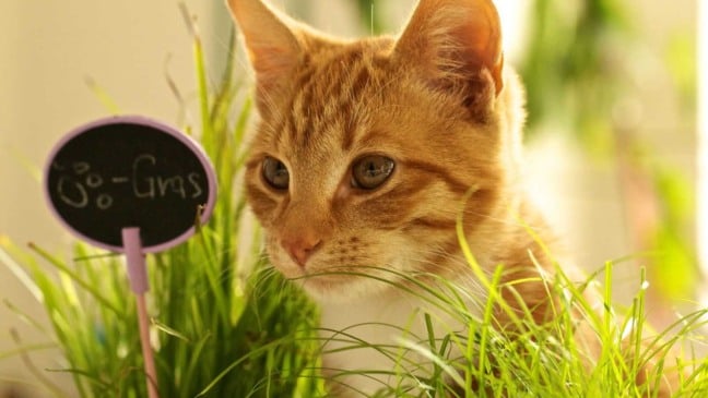 (Foto: Jan Roesner/Canva)