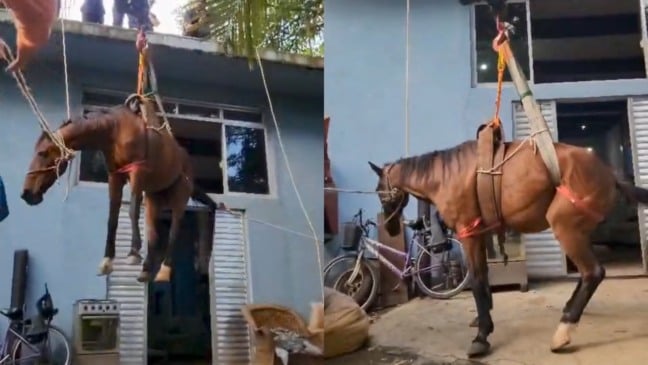 Cavalo é resgatado de cima de laje da casa; VÍDEO