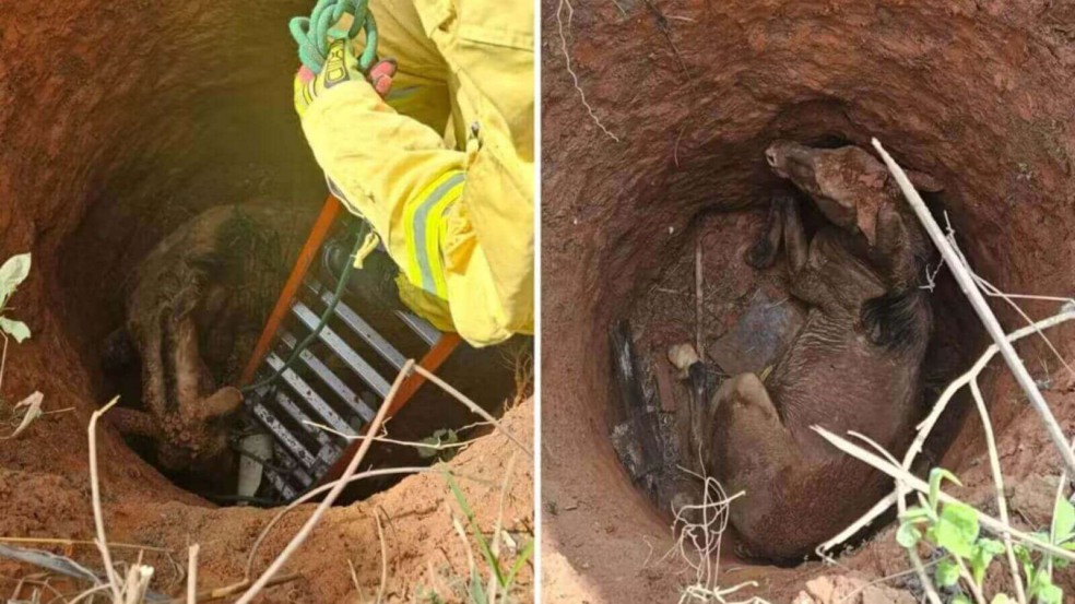 Cavalo é resgatado de poço de 4 metros em Campo Limpo Paulista