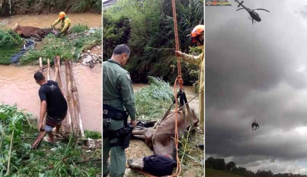 imagens mostram cavalo sendo resgatado por bombeiros e policiais militares. são três imagens coladas. na última, o cavalo é levado pelo helicóptero águia da polícia militar