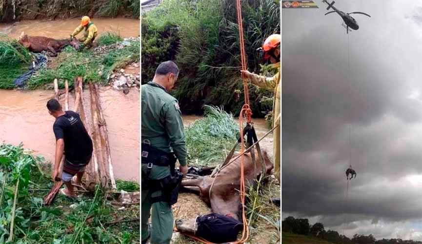 imagens mostram cavalo sendo resgatado por bombeiros e policiais militares. são três imagens coladas. na última, o cavalo é levado pelo helicóptero águia da polícia militar
