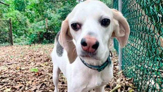 (Foto: reprodução/catiororeflexivo)