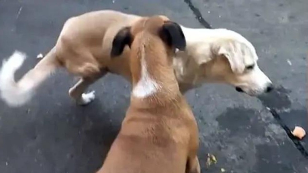 (Foto: Reprodução | TikTok) (Foto: Reprodução | TikTok)