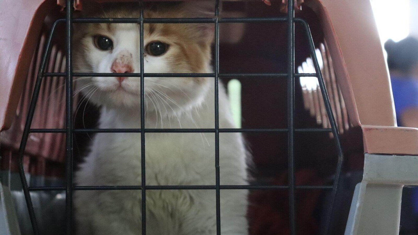 Gato em caixa de transporte