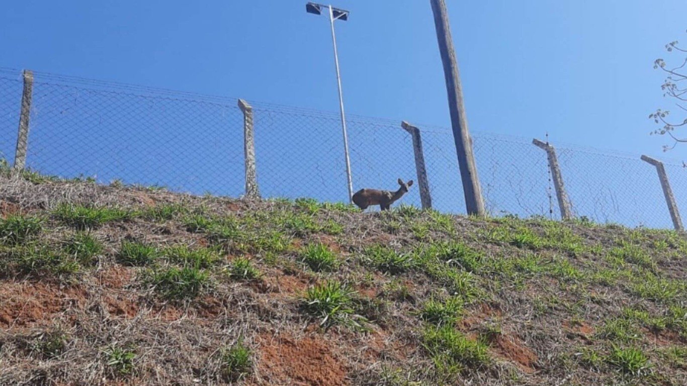 Cervo é resgatado às margens da Rodovia Dom Gabriel, em Jundiaí