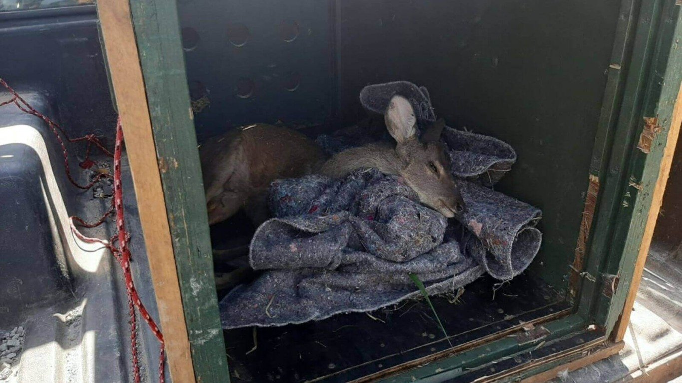 Cervo é resgatado às margens da Rodovia Dom Gabriel, em Jundiaí
