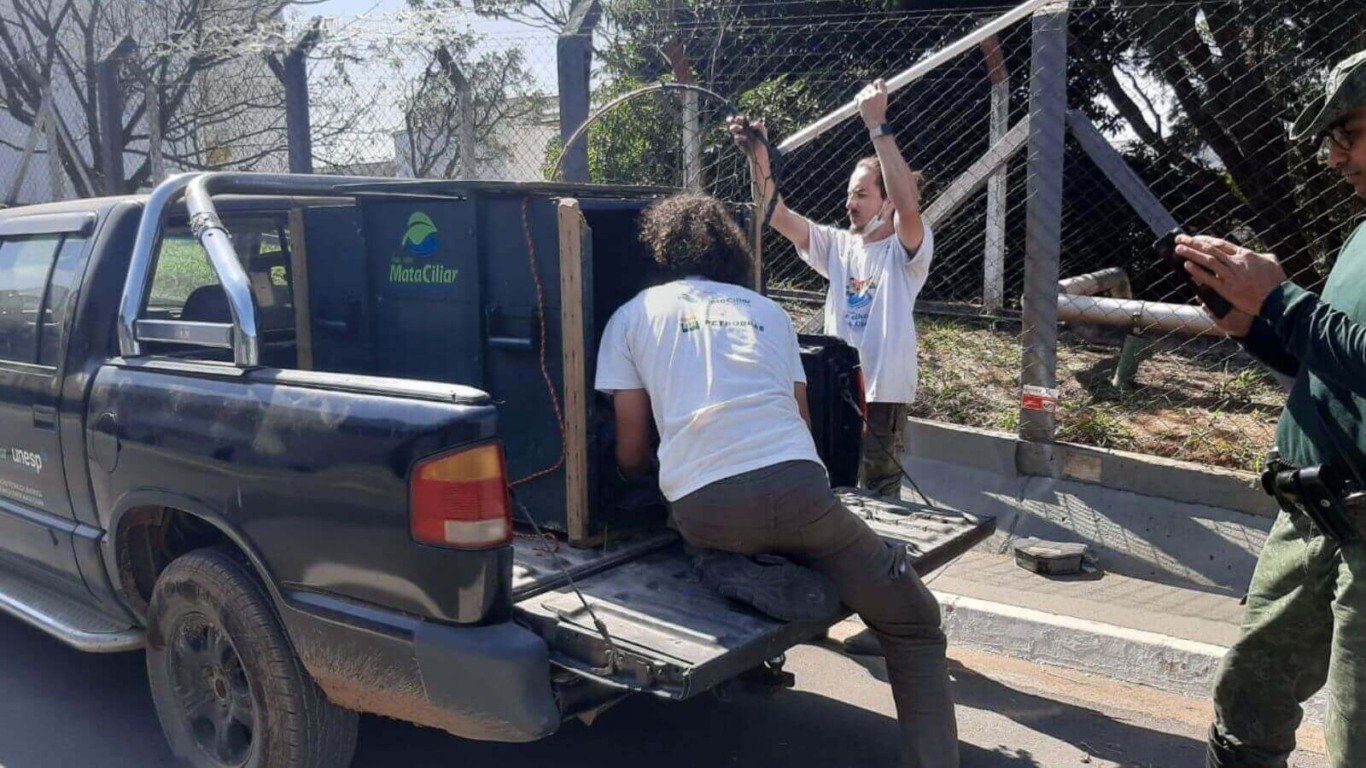 Cervo é resgatado às margens da Rodovia Dom Gabriel, em Jundiaí