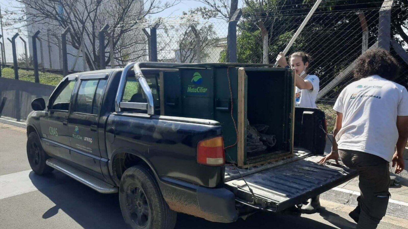 Cervo é resgatado às margens da Rodovia Dom Gabriel, em Jundiaí
