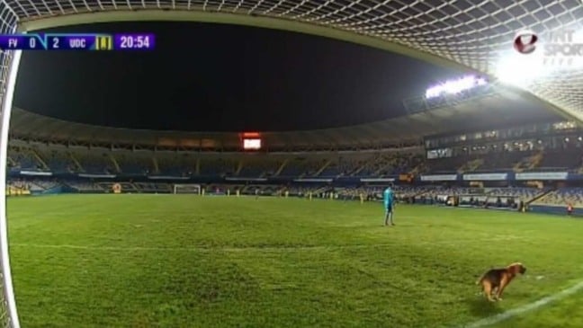 Cachorro em campo de futebol