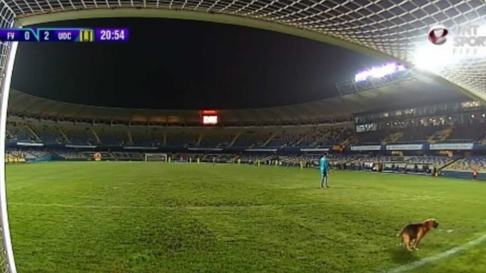 Cachorro em campo de futebol