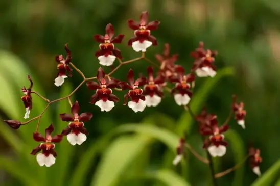 Orquídea chocolate: 5 cuidados para florir o ano inteiro
