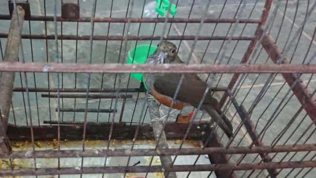 Foto: Divulgação/Mata Ciliar