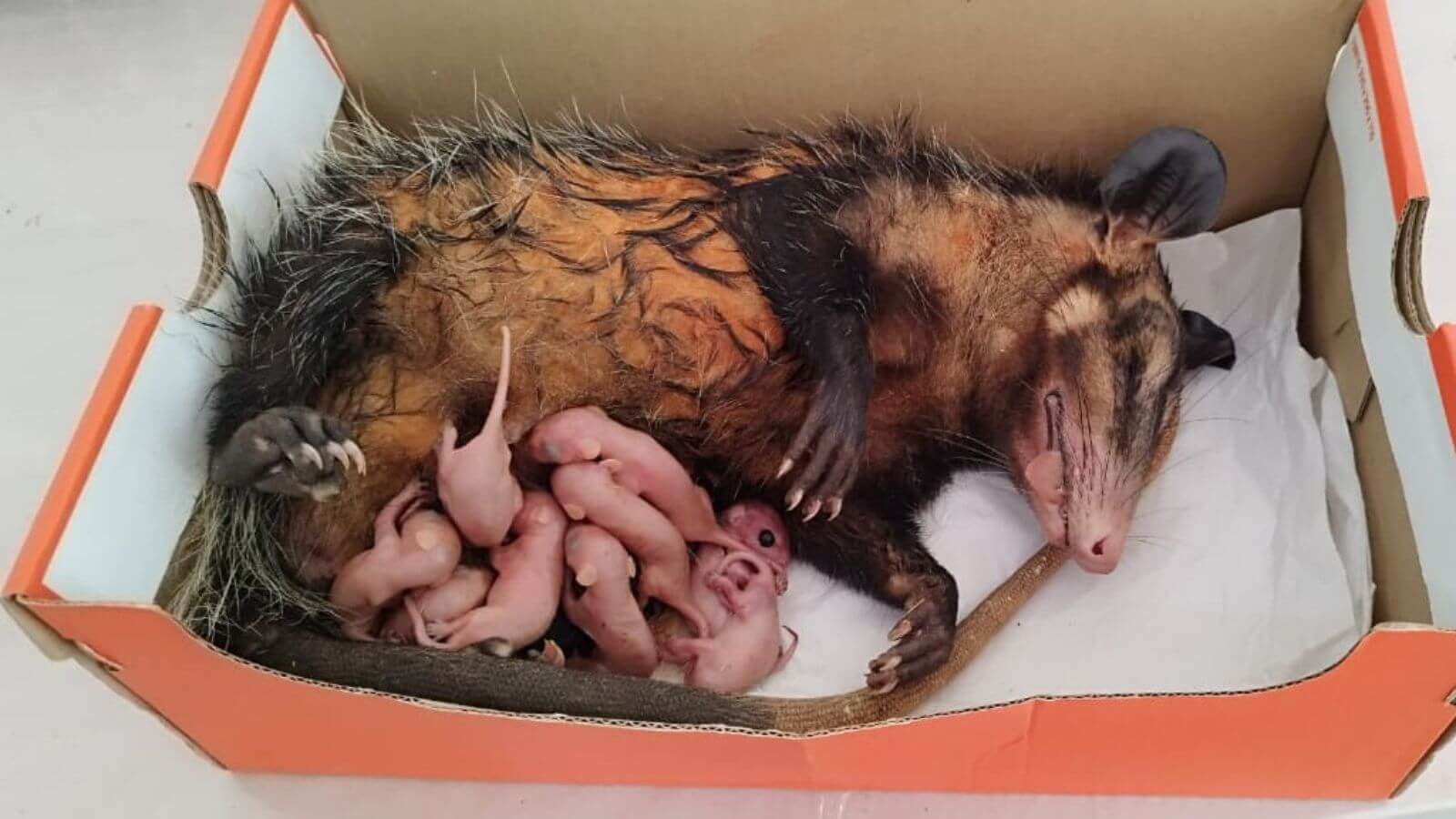 Chegada de gambás na Mata Ciliar durante período reprodutivo aumenta mais de 1.000%