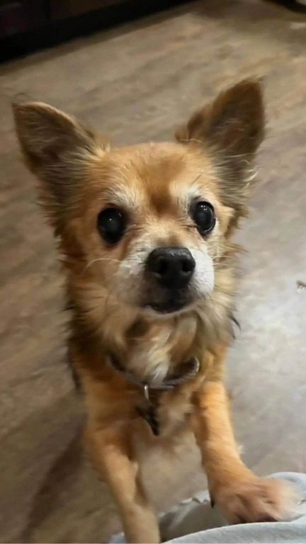 Cachorro da raça chihuahua idoso em pé