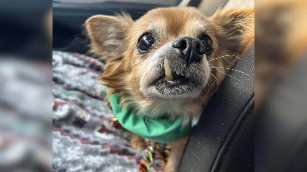 Cachorro da raça chihuahua idoso em banco de carro Cachorro da raça chihuahua idoso em banco de carro