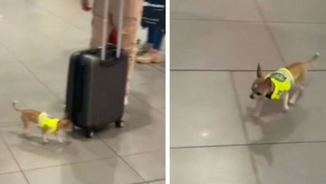 (Foto: reprodução/TikTok) (Foto: reprodução/TikTok)