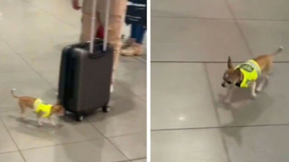 (Foto: reprodução/TikTok)