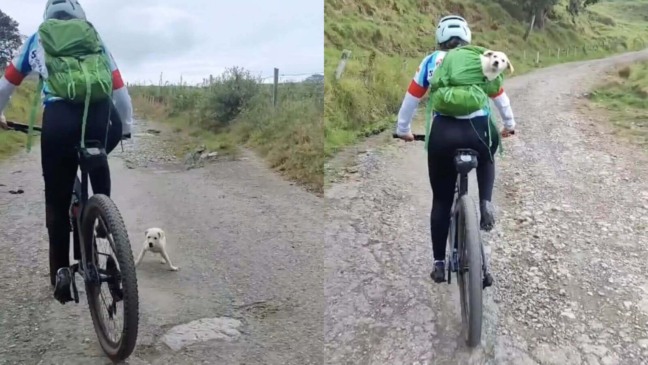 Ciclista resgata cachorro abandonado em meio a treino nas montanhas