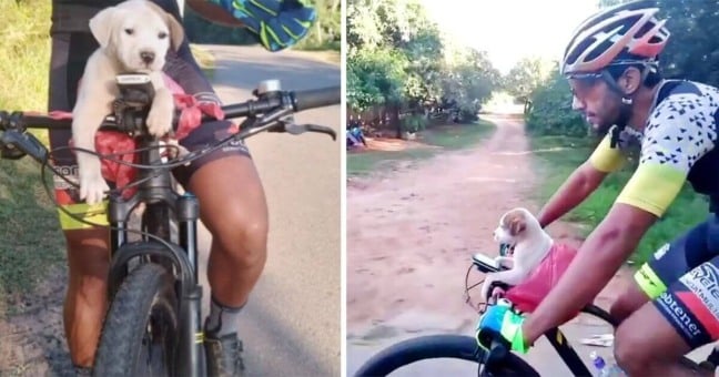 Ciclista com cachorro em guidão de bicicleta