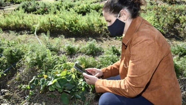 Produtora em plantação