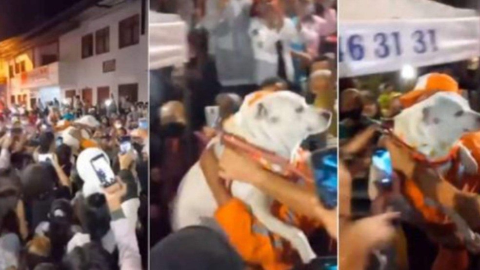 (Foto: Reprodução/mundaoanimal)