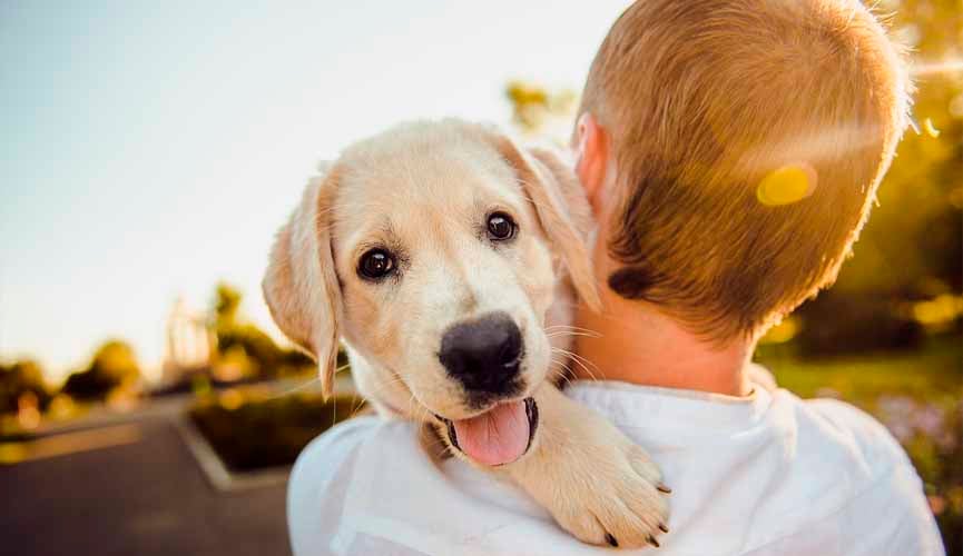 cachorro no colo de menino. o menino está de costas e o cachorro olha para a foto
