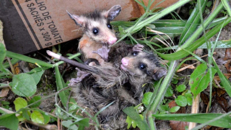 Foto: Prefeitura de Várzea Paulista
