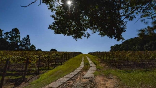 Área verde de uma adega localizada no bairro Traviú