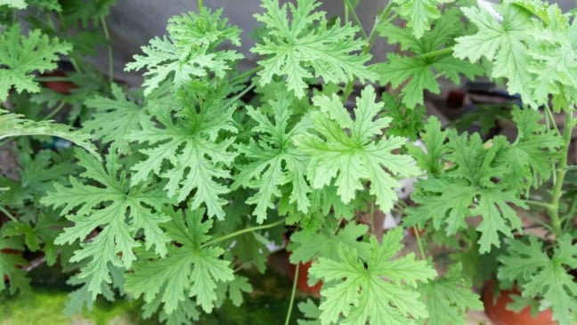 (Foto: ThamKC/Canva)