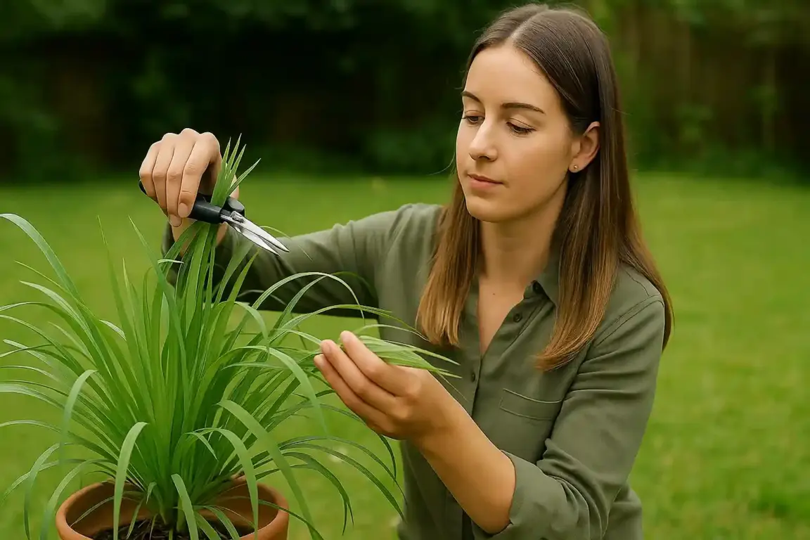 Citronela perde efeito Veja 3 cuidados que fazem diferença