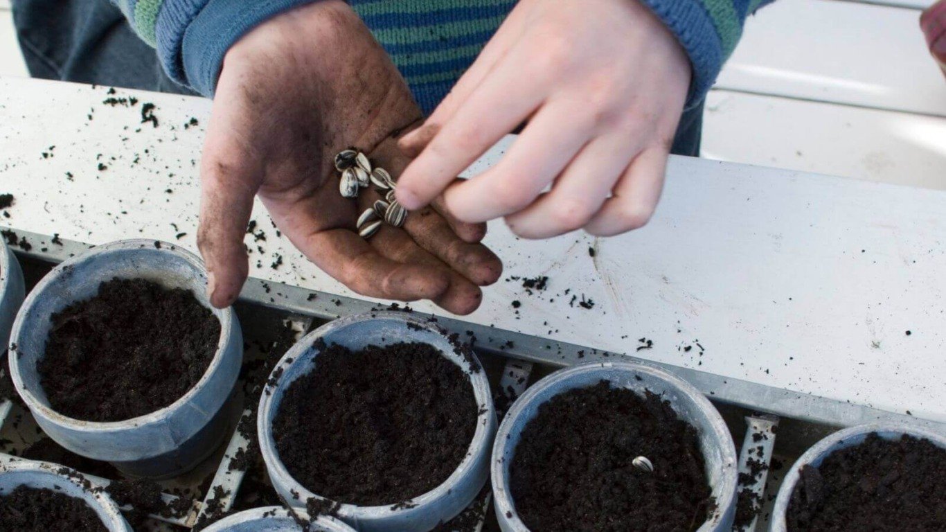 Plantação de girassol