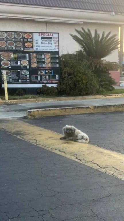 Cachorro abandonado embaixo de placa de drive-thru