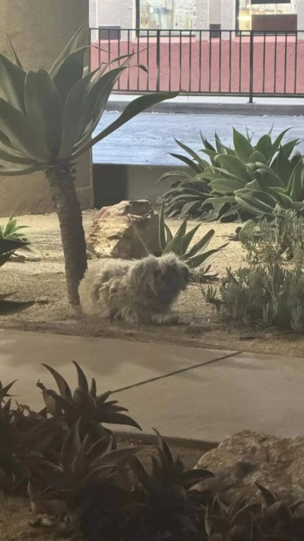 Cachorro abandonado embaixo de placa de drive-thru