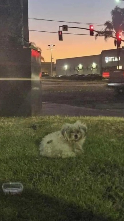Cachorro abandonado embaixo de placa de drive-thru