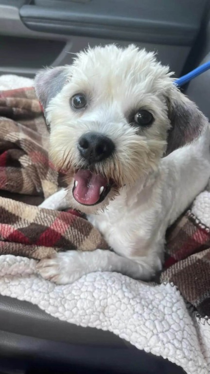 Cachorro abandonado embaixo de placa de drive-thru