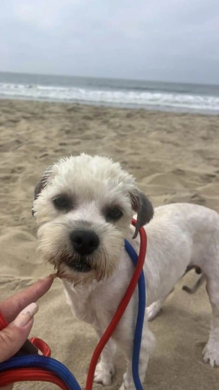 Cachorro abandonado embaixo de placa de drive-thru