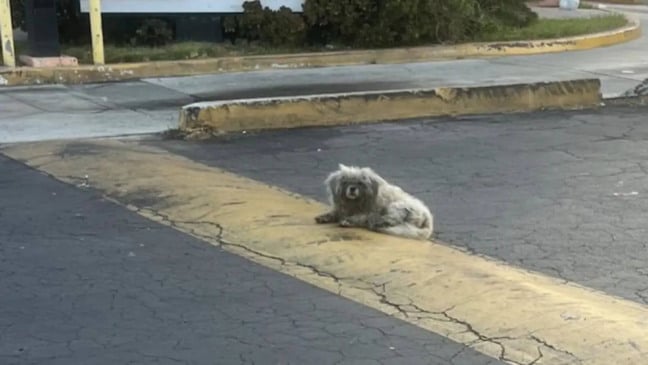 Cachorro abandonado embaixo de placa de drive-thru