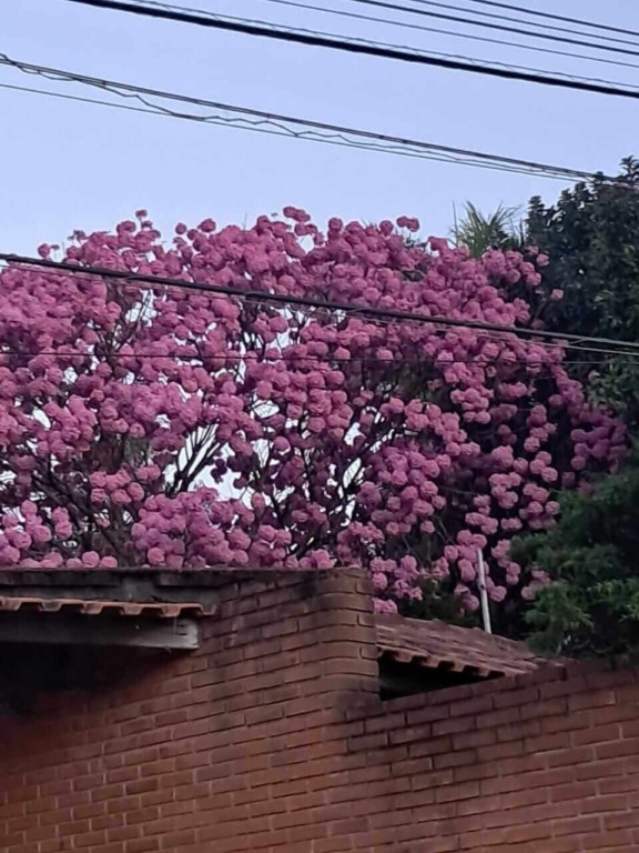 Árvore durante Florada dos Ipês