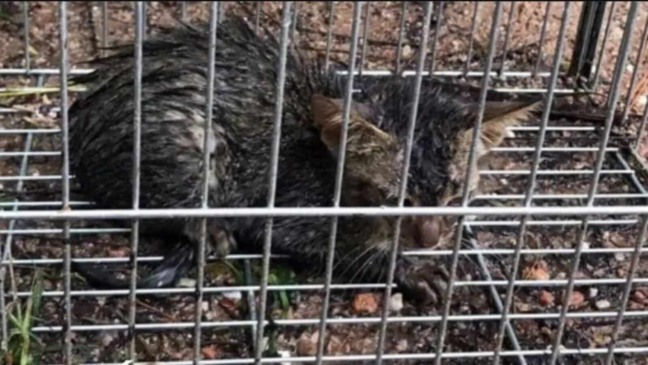 Gato preso em gatoeira