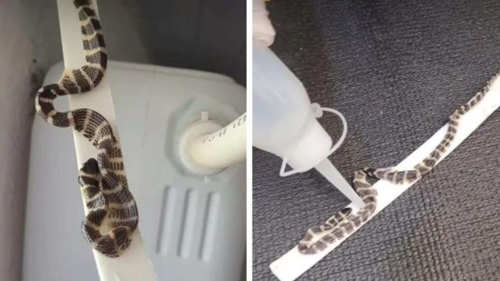 (Foto: Reprodução/Redes sociais)