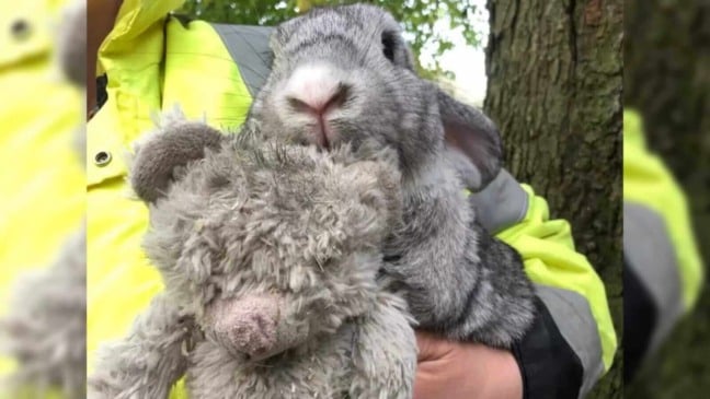 Coelho com urso de pelúcia